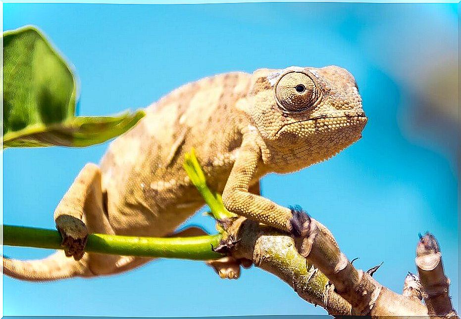 Chameleon on a branch