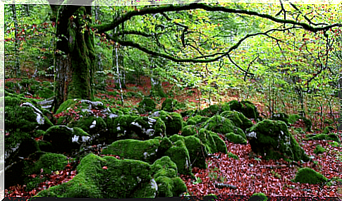 Forest bath: antidote to stress