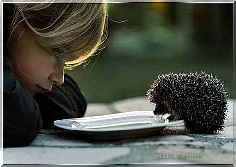 Little girl looking at a hedgehog