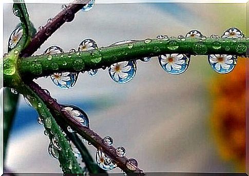 Dew drops and daisies