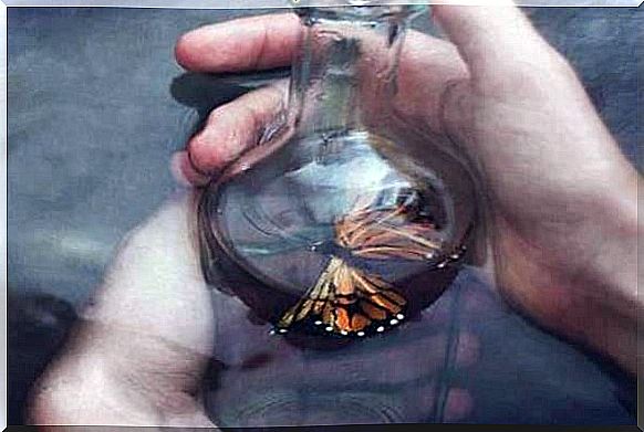 butterfly-inside-a-glass-bottle-2