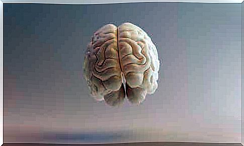 The reticular formation of the brain.