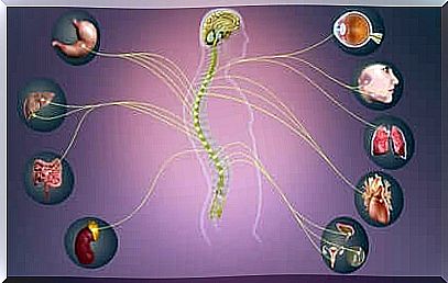 Sympathetic nervous system: characteristics