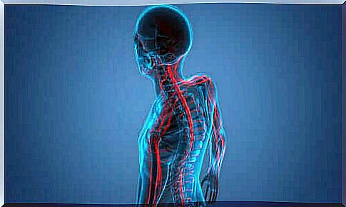 Sympathetic nervous system