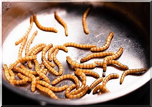 Vermiphobia: the fear of worms