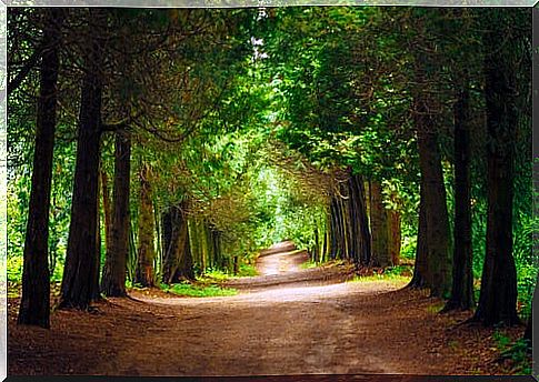 Trees and forest path