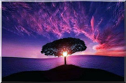 Tree and sunset